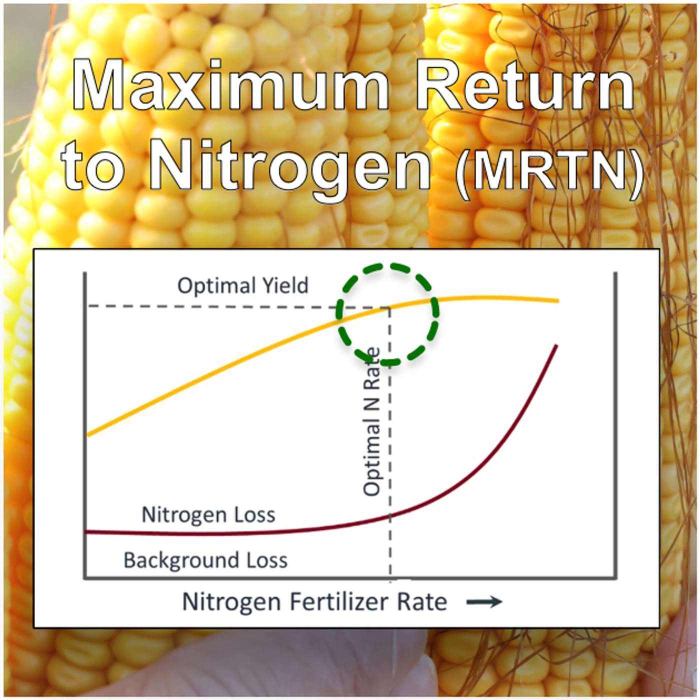 Updated corn nitrogen rates: Regional differences, profit vs yield, water quality & more Updated corn nitrogen rates: Regional differences, profit vs yield, water quality & more