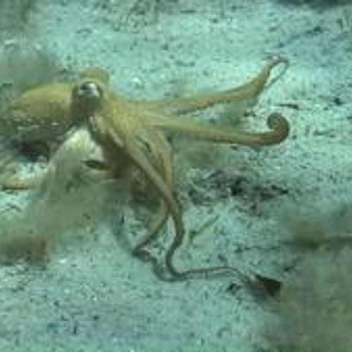 NanoViricides' NV-387 Near FDA Approval, LivingPhoenix Unveils Collagen Breakthrough, Octopus Arms Drive Robotics Innovation, Scientists Win Lasker Award, and more...