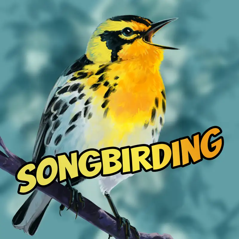 Species in Focus: Eastern Warbling-Vireo