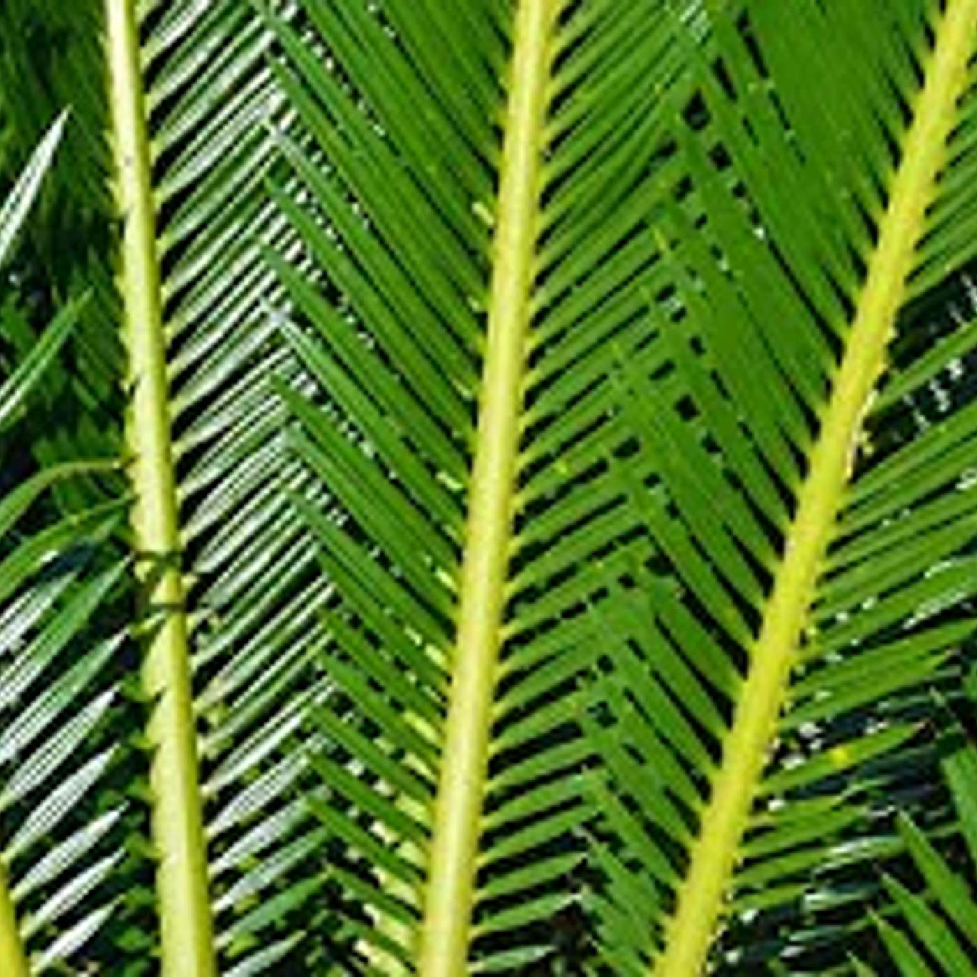 קטן שהניח סכך מעל הסוכה - האם כשרה ▪️ הרב נחמנסון ▪️ (כ"ח אלול תשפ"ה. יד חרוצים)***