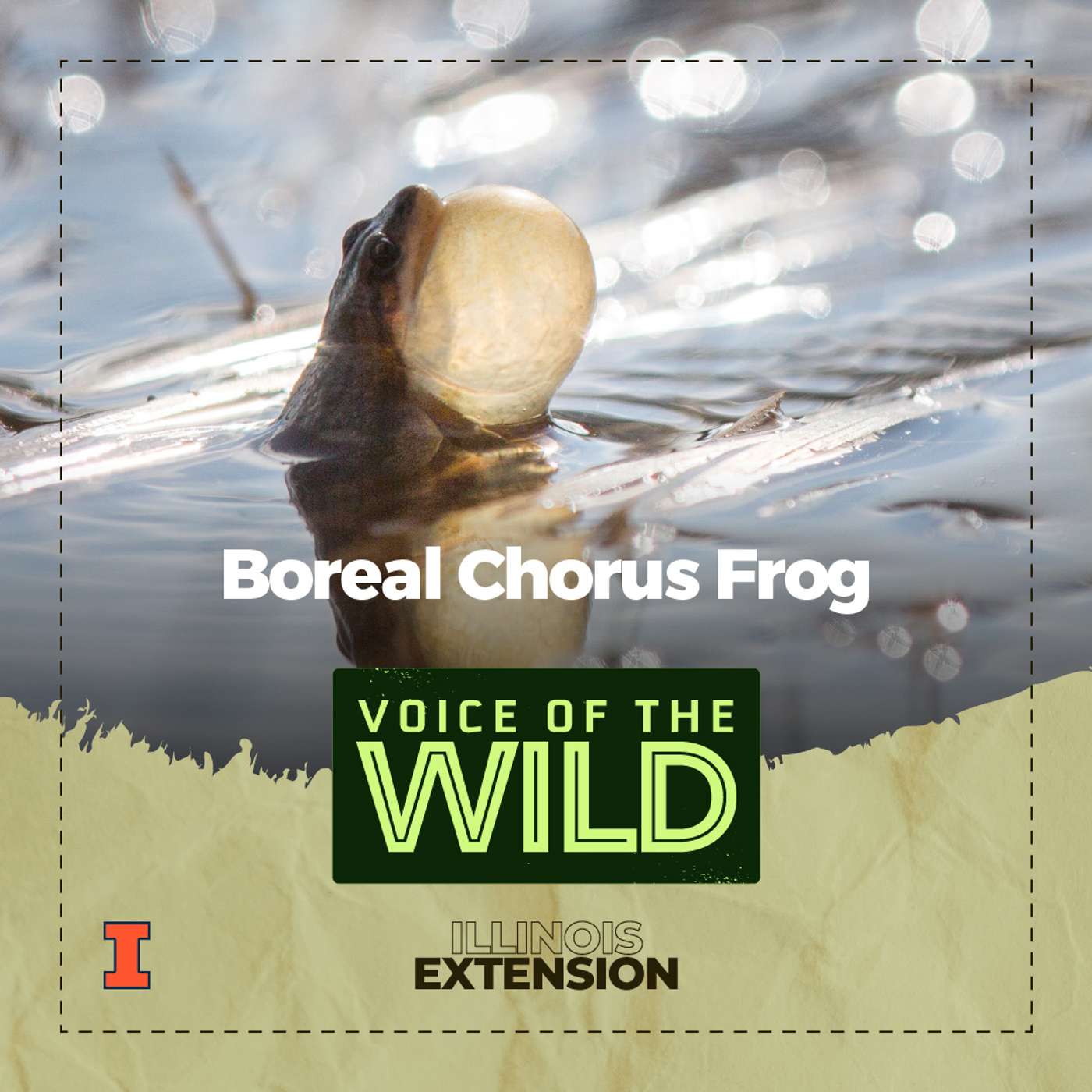 Episode 45: Boreal Chorus Frog – Voice of the Wild episode artwork