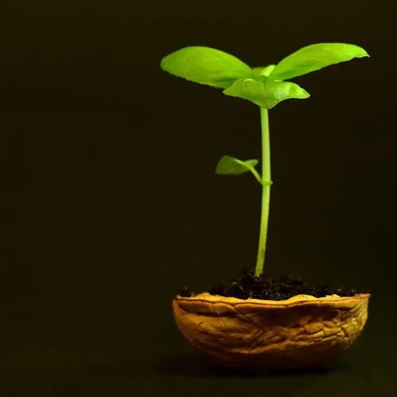 How Long Do Seeds Last?