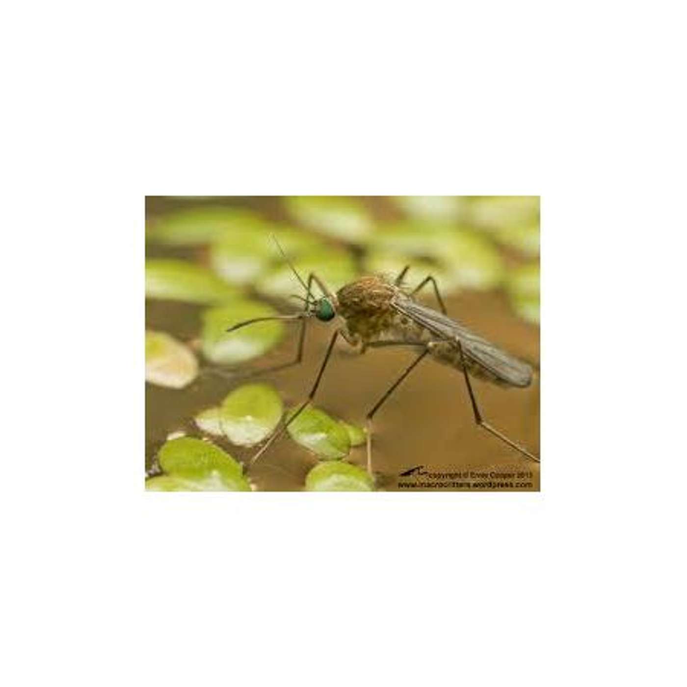 How to Naturally Rid Your Home of Pests (Pt 2) - Flies, Mosquitoes & More episode artwork