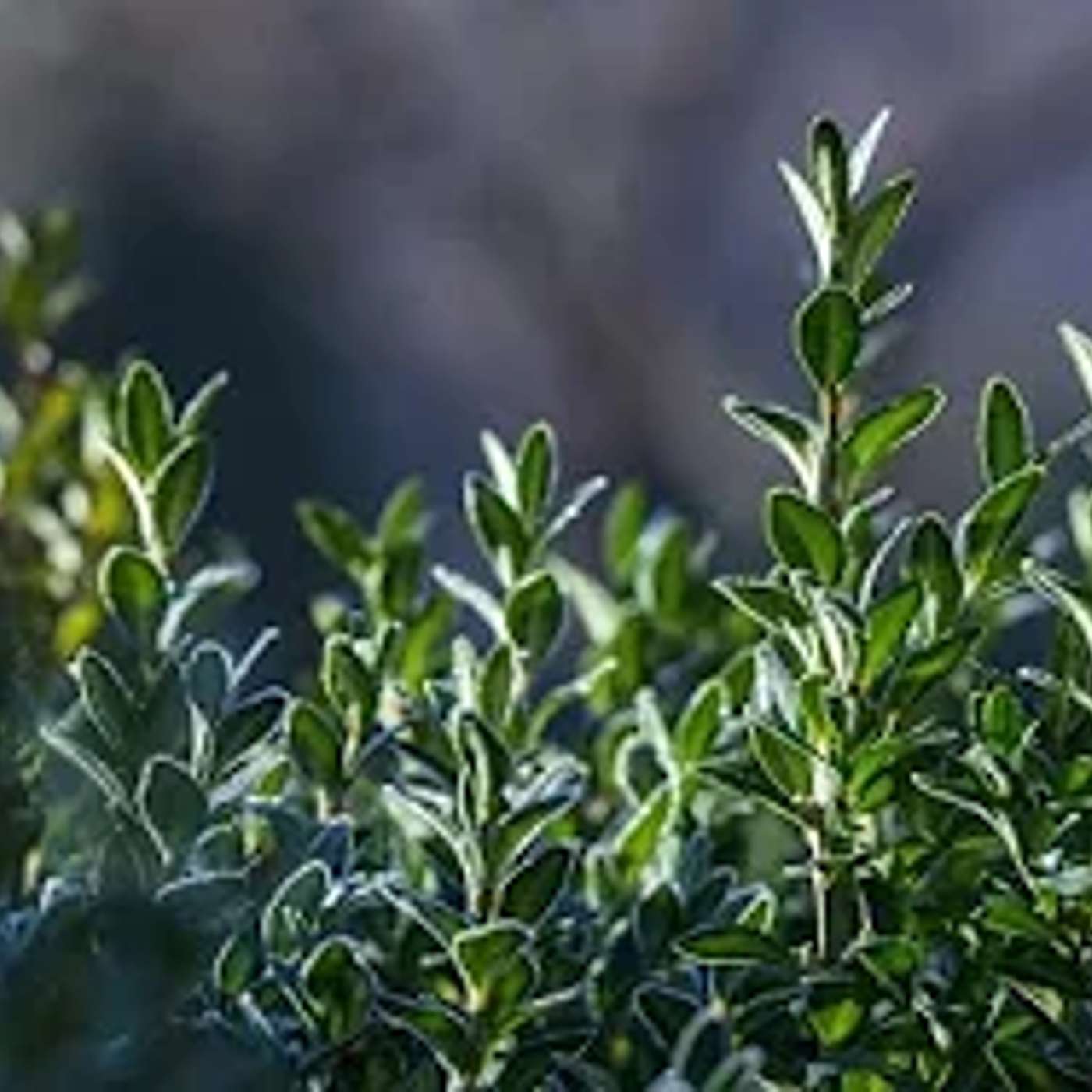 למה בחב"ד מרבים בהדסים ▪️ הרב נחמנסון ▪️ (בית כנסת חב"ד חדרה)***