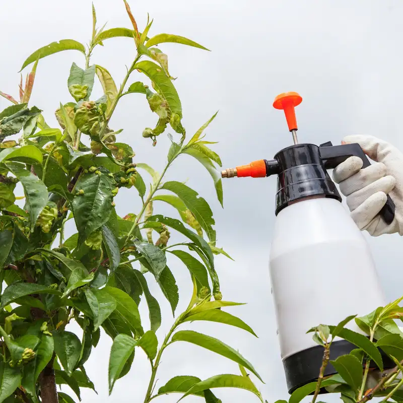Custom Fruit Tree Spray Recipes with John Kempf