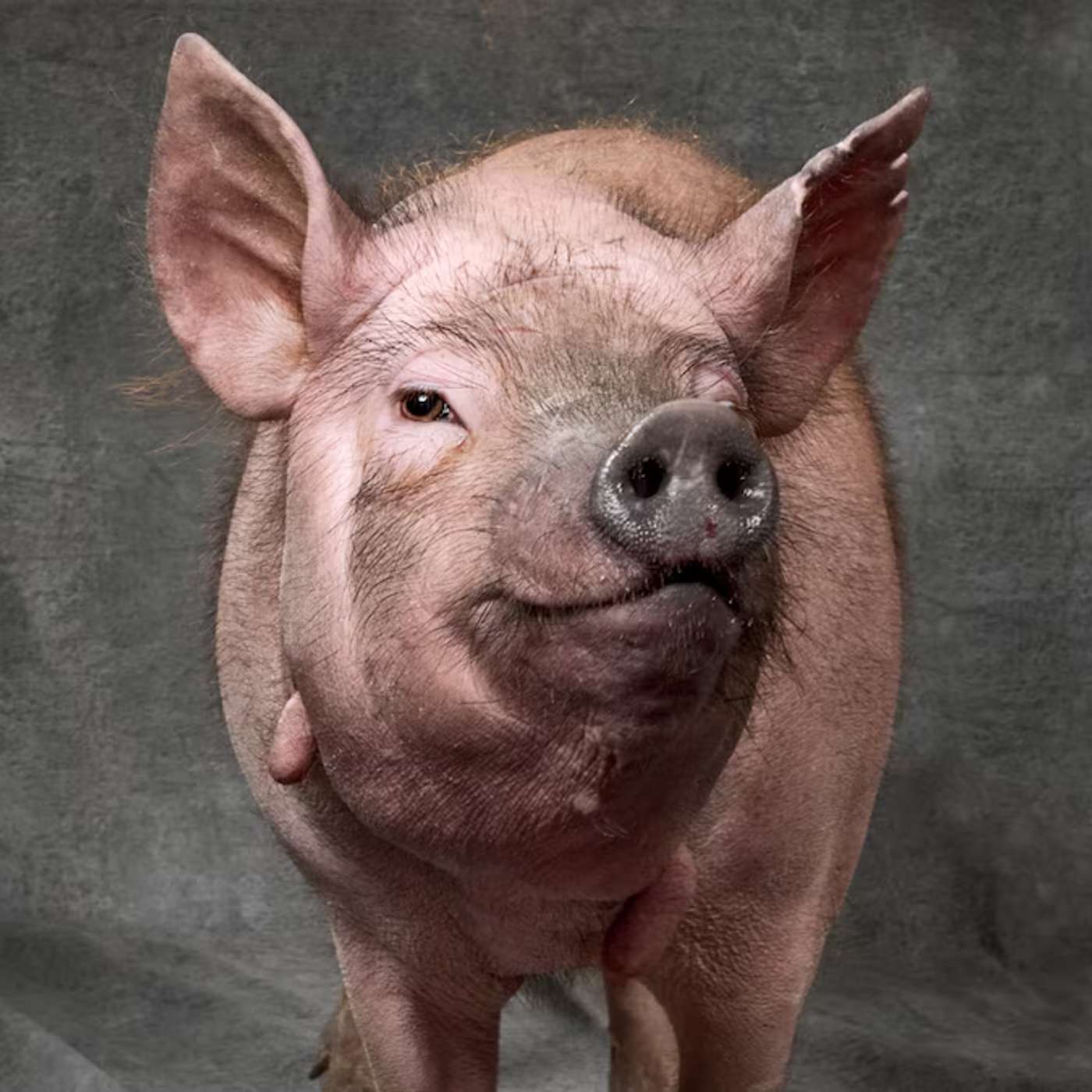 Eisai and Biogen Launch LEQEMBI, Pig Lung Transplant Breakthrough, Sugars Regulate Plant Stomata, Gut Bacteria Molecule Causes Diabetic Kidney Damage, and more...