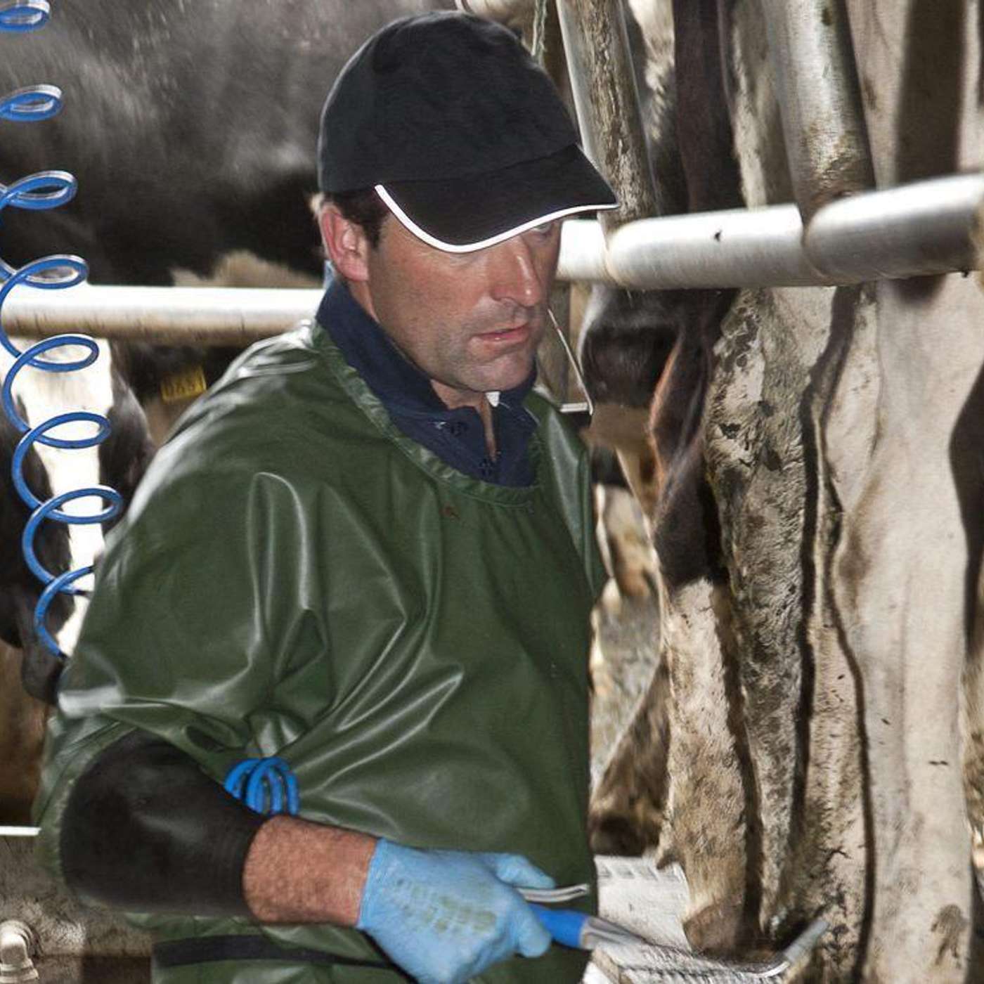 Short-term OAD milking to reduce peak labour demand