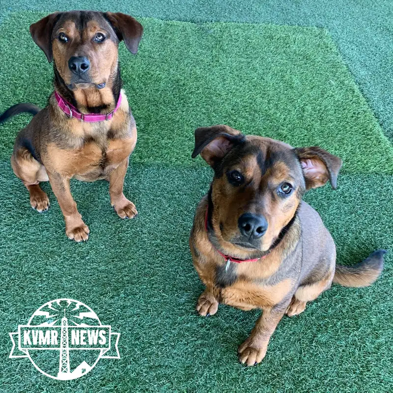 "Tails With Nevada County" Showcases Adoptable Dogs At The Rood Center / Yuba River Still Cloudy Below Powerhouse Rupture Site / Nevada City Chamber Shares What's In Store For 2026