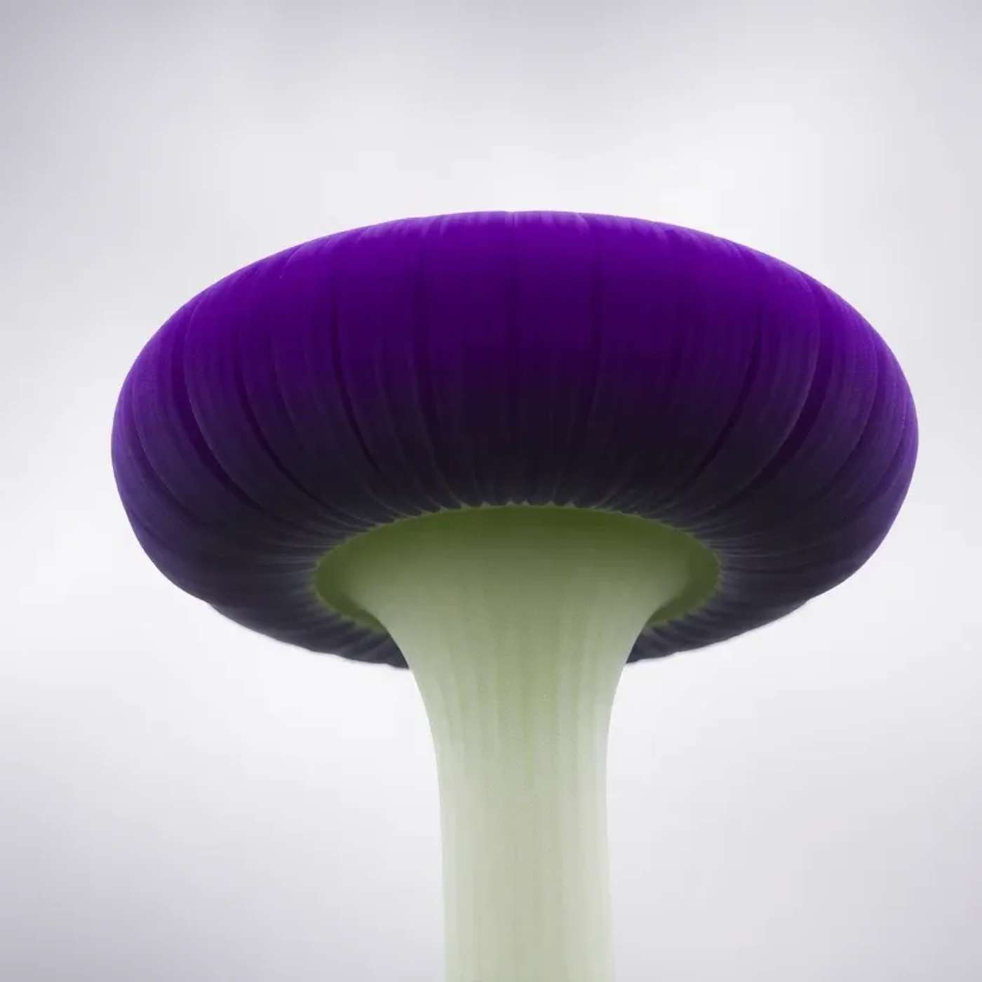 Purple Pileus Effect