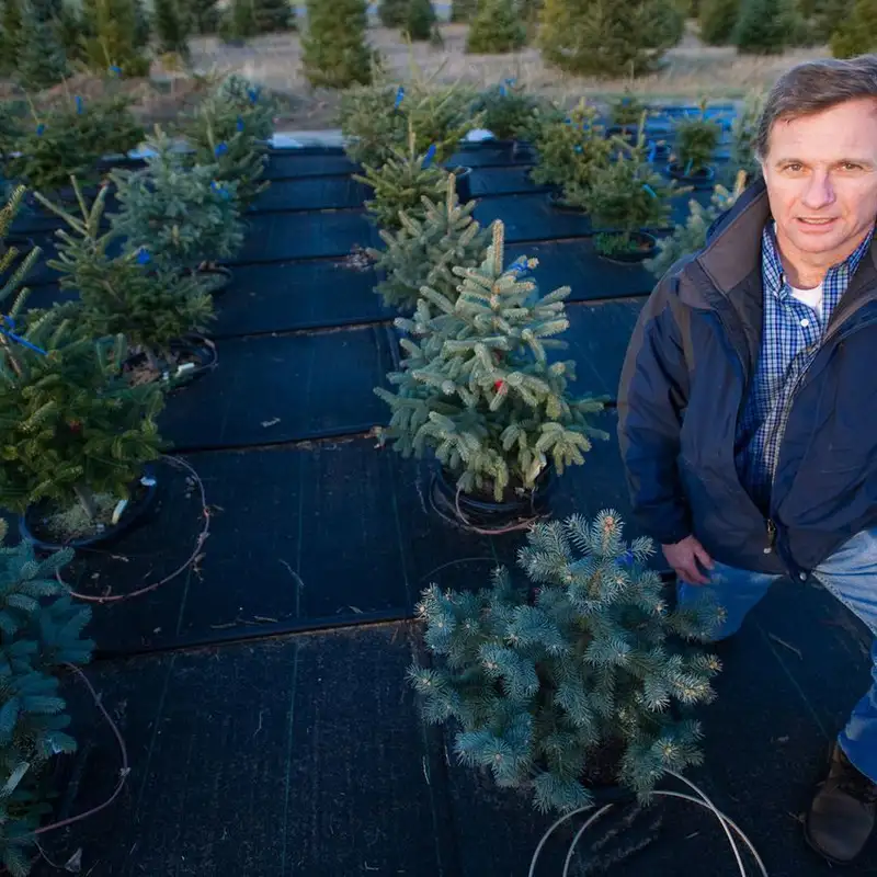 “Fresh tree, fresh cut, fresh water” – MSU expert on how to get the most from your real Michigan Christmas tree