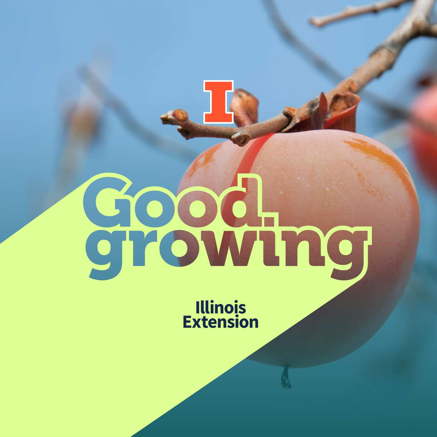 Ep. 234 Persimmon: Growing and Eating Illinois' Sweetest Fruit | #GoodGrowing Ep. 234 Persimmon: Growing and Eating Illinois' Sweetest Fruit | #GoodGrowing