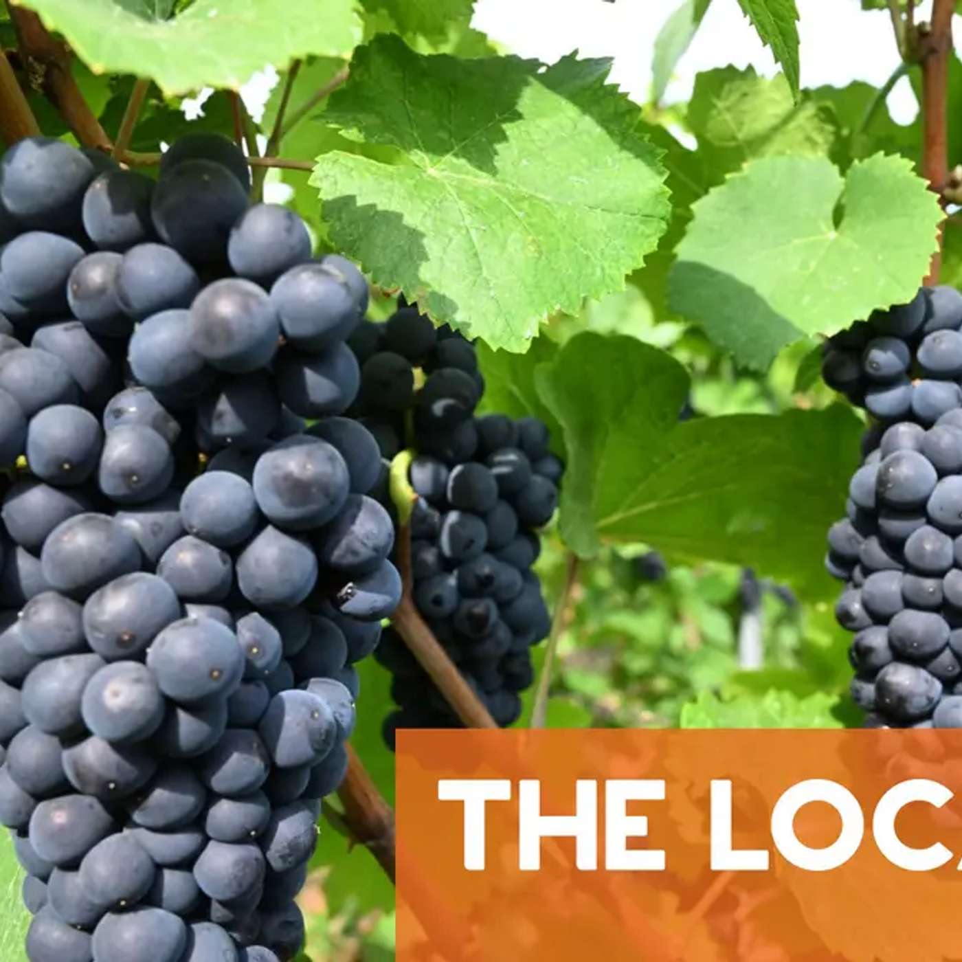 Ancient Grape Seed Sways Pinot Noir, Japan Study Reveals Cloning Limits, Freshwater Fish Face Extinction Crisis, Population Immunity Prevents Pandemics, and more... Ancient Grape Seed Sways Pinot Noir, Japan Study Reveals Cloning Limits, Freshwater Fish Face Extinction Crisis, Population Immunity Prevents Pandemics, and more...