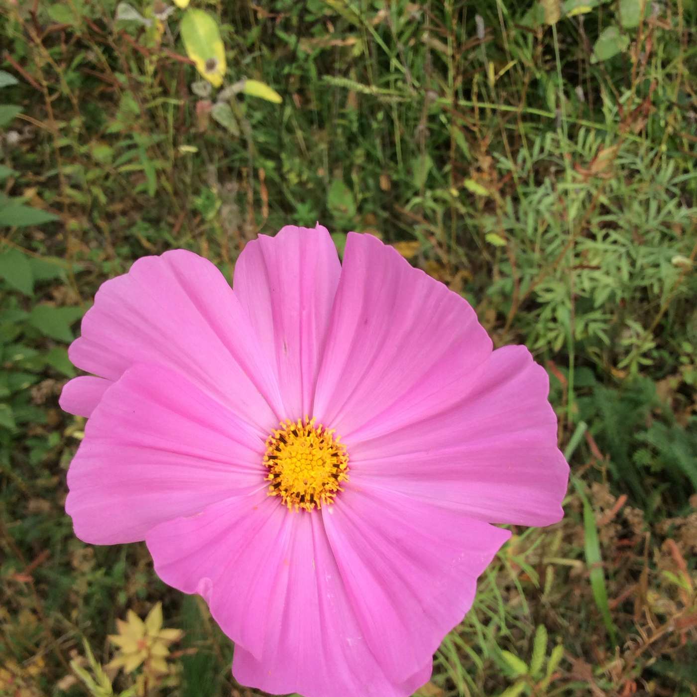 Melvin Calvin and the Life Cycle of Plants Melvin Calvin and the Life Cycle of Plants