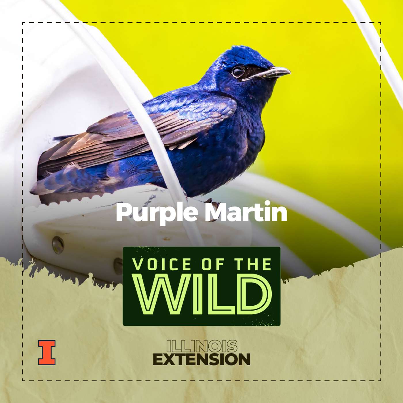 Episode 116: Purple Martin – Voice of the Wild episode artwork