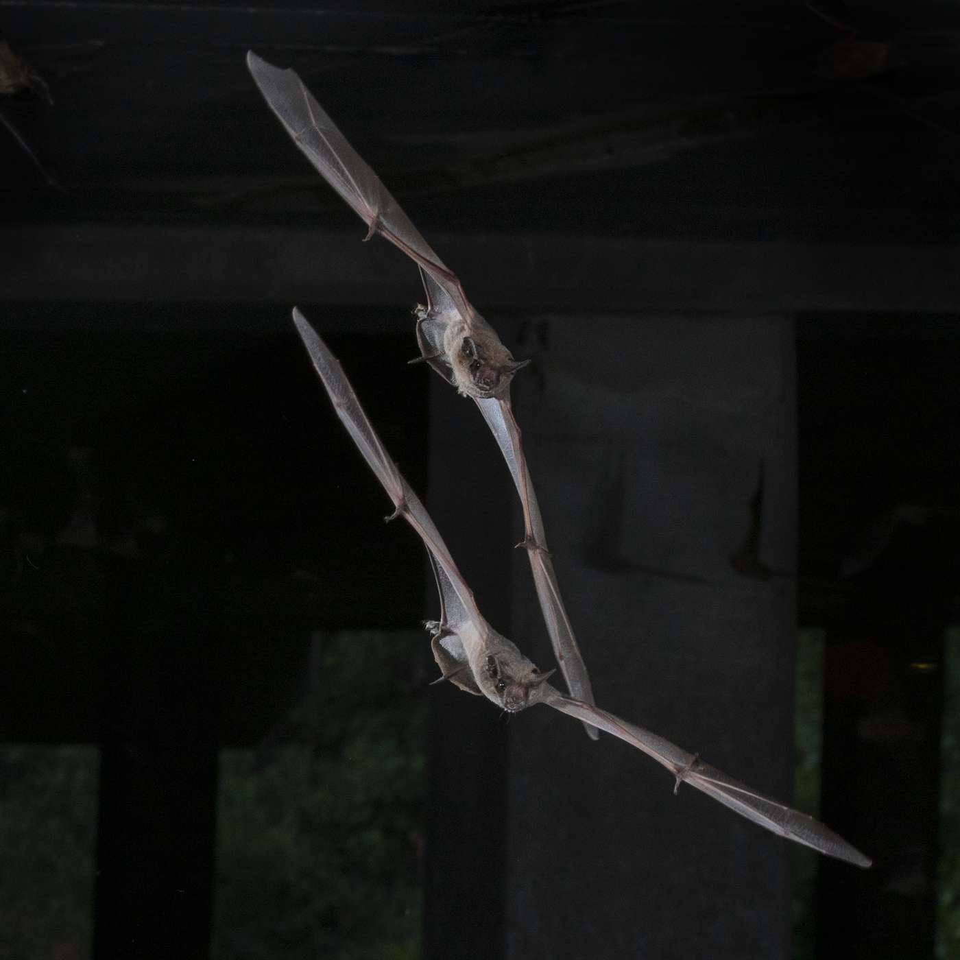 The Nature Photography Podcast