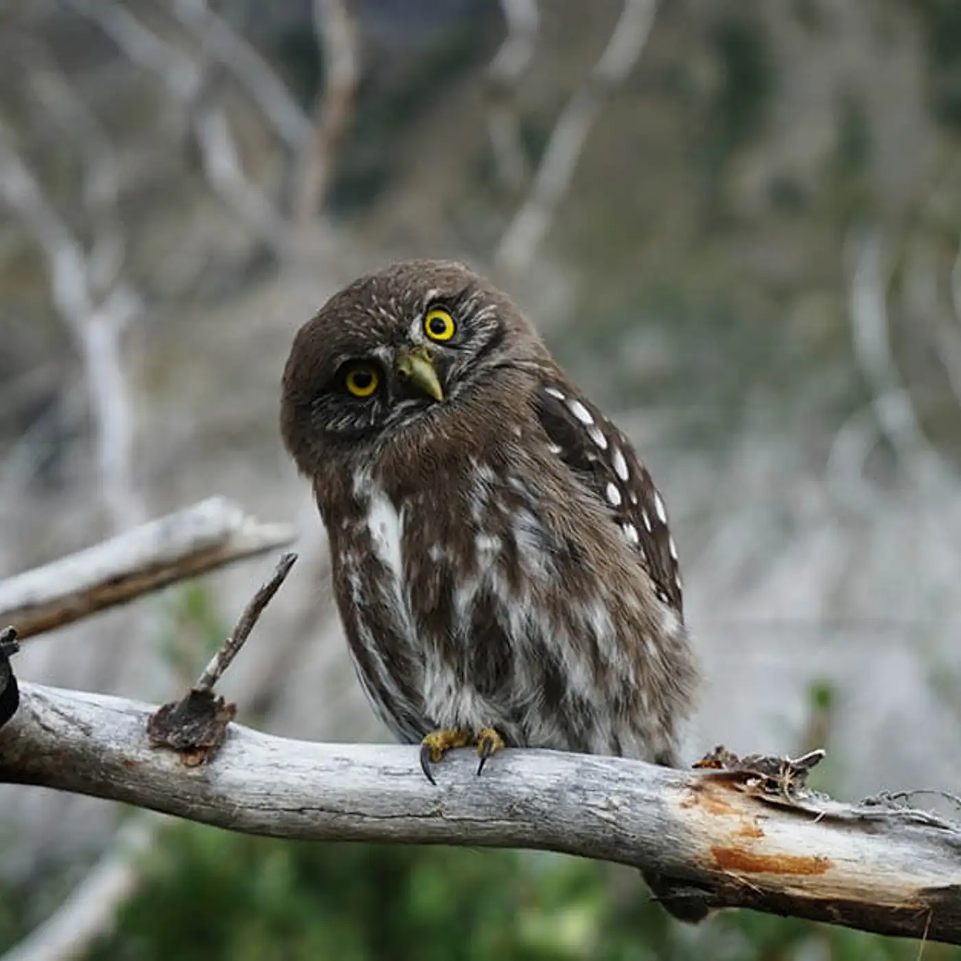 Cover art for episode: The 6 soft skills that CROs need to master, with Elise Maile - CRO.CAFE podcast