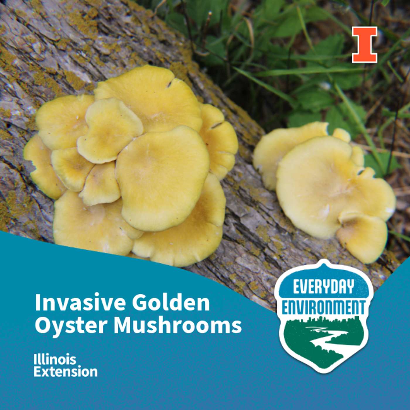 Mushroom minute: a look at the invasive golden oyster mushroom with Aishwarya Veerabahu