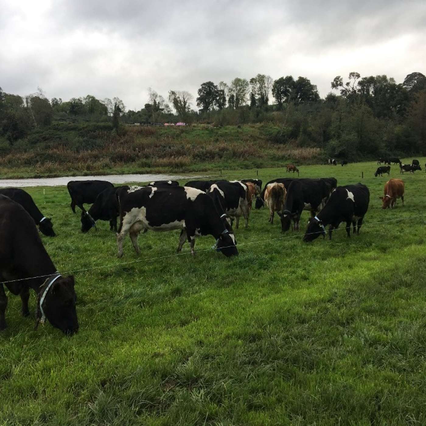 Tips for feeding the freshly calved cow whilst also hitting grazing targets during the first grazing rotation