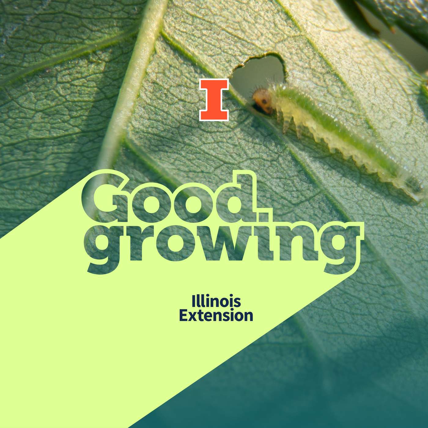 Gardenbite: Why are there holes in my roses? Roseslugs | #GoodGrowing