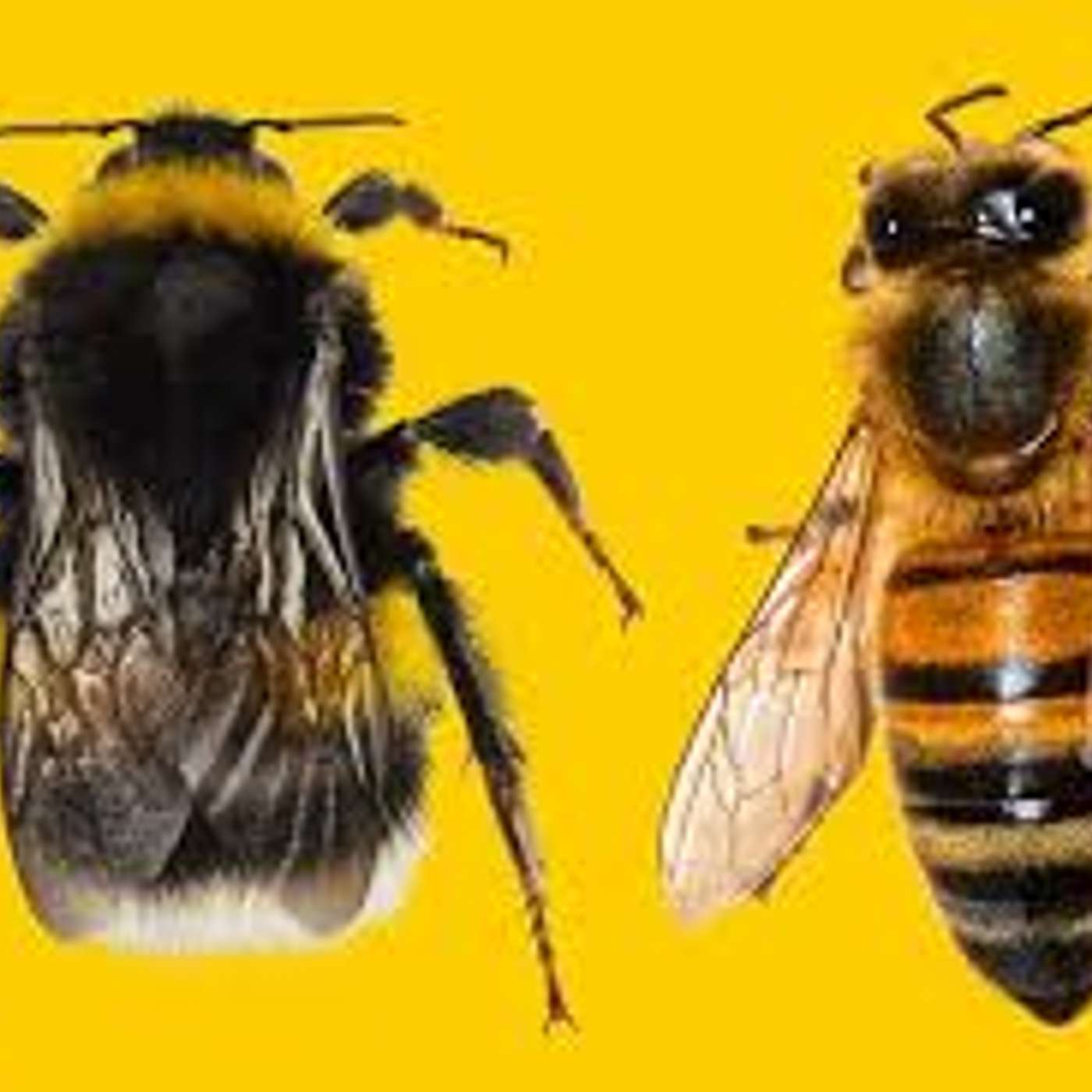 The Organic Farm Stand