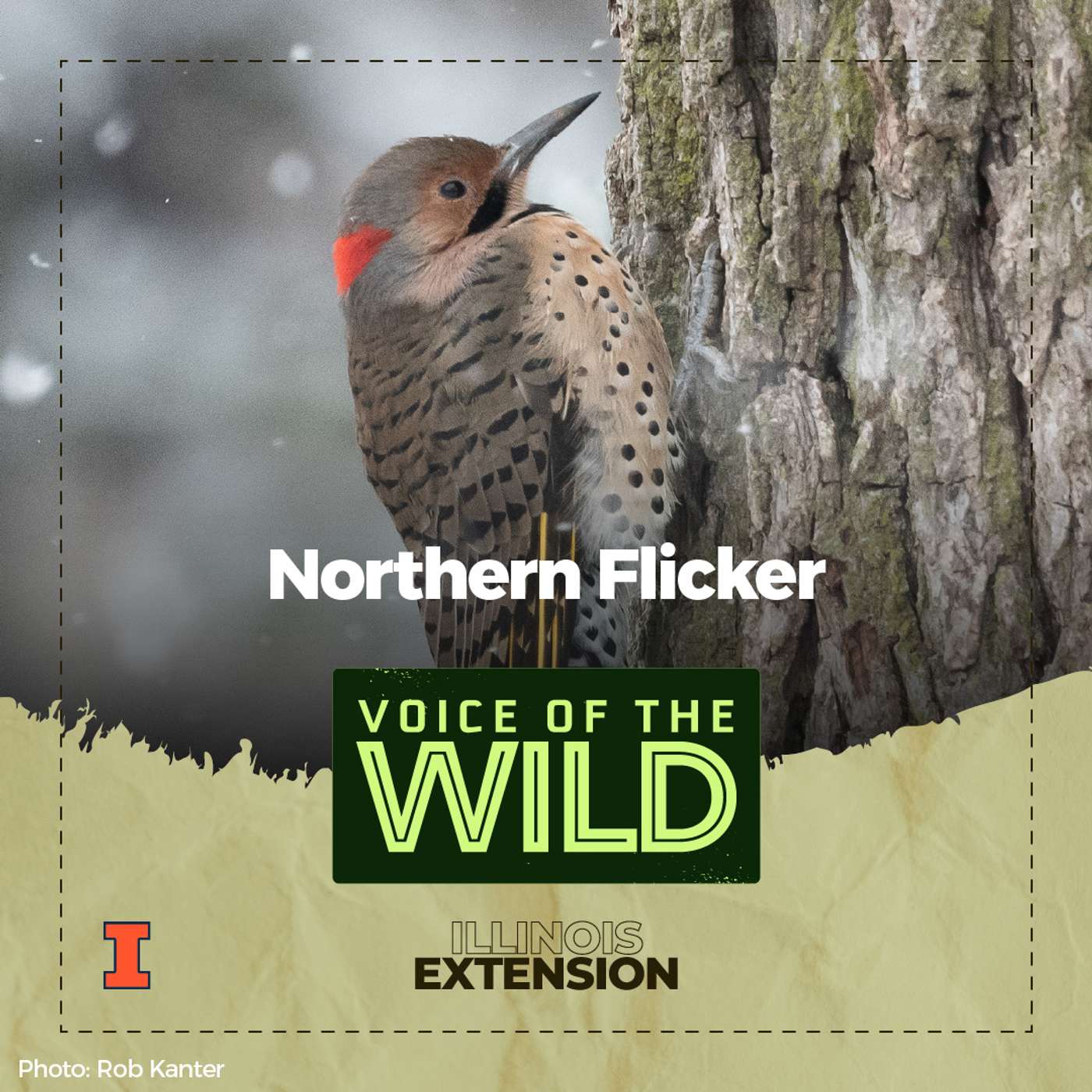 Episode 81: Northern Flicker – Voice of the Wild