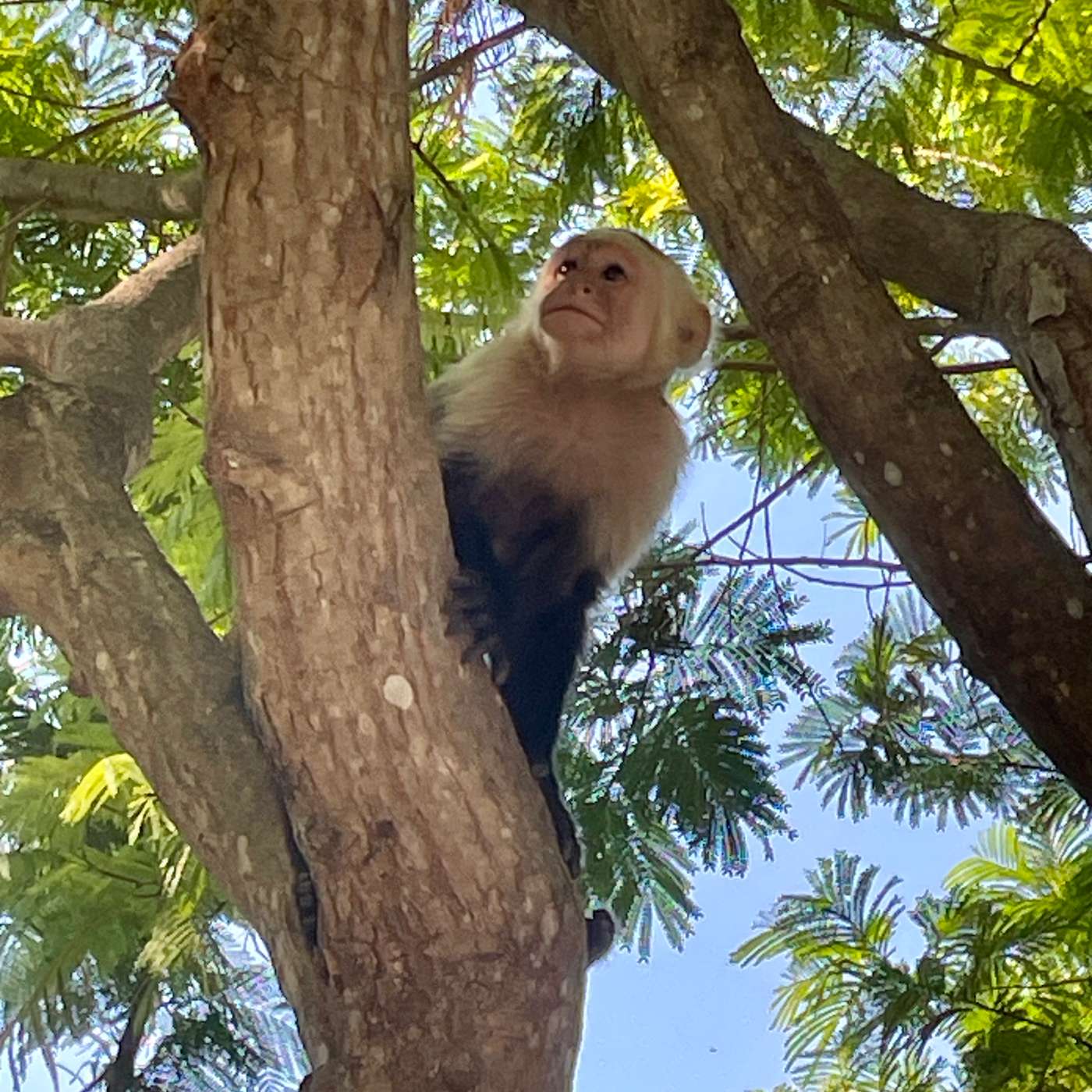 205 | 🐒 Costa Rica Case Study: How I Used Points to Save $10,000+ on Flights, Hotels & an Airbnb