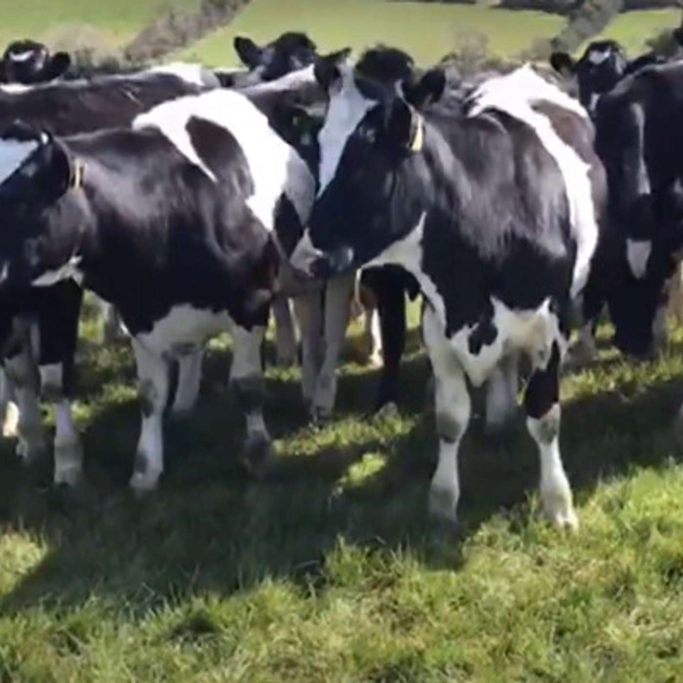 The role of reproductive technologies in maximising your herd’s potential