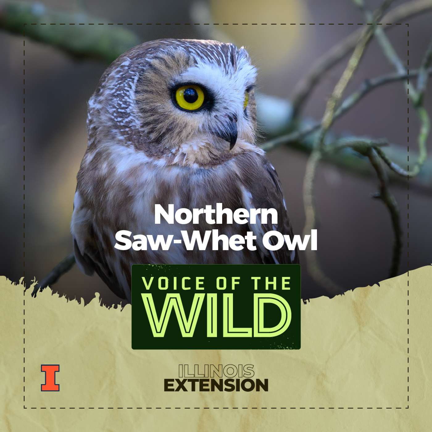 Episode 40: Northern Saw-Whet Owl – Voice of the Wild episode artwork