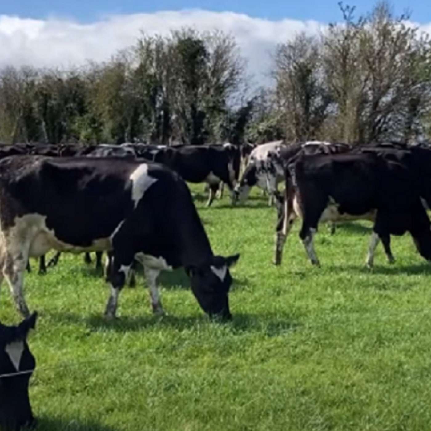 Sire Advice with ICBF’s Dan O’Riordan