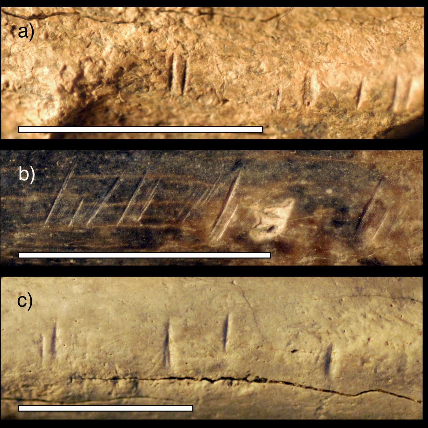 Were early humans cannibals? New research says our ancestors likely practiced the ultimate taboo episode artwork