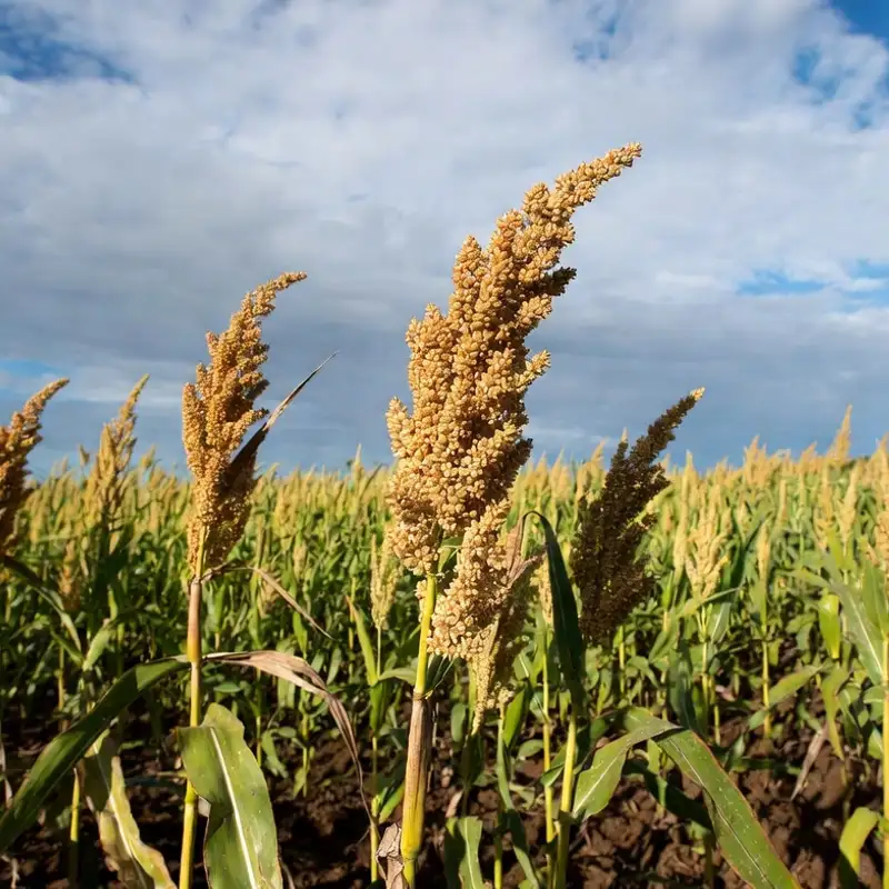 Sorghum, The ancient grain that might just save our future