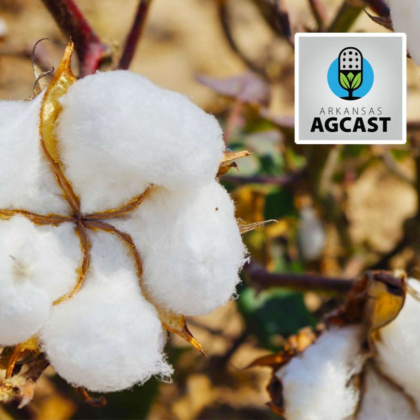 Arkansas AgCast