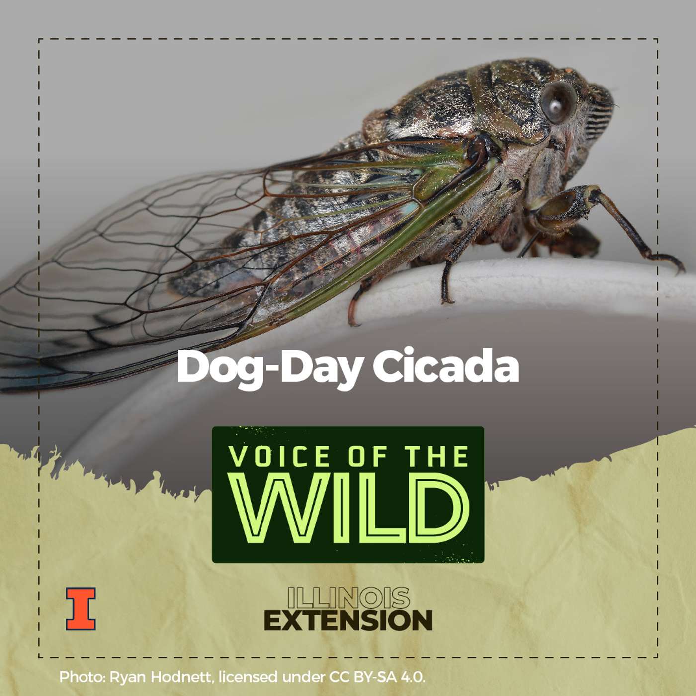 Episode 23: Dog-Day Cicada – Voice of the Wild episode artwork