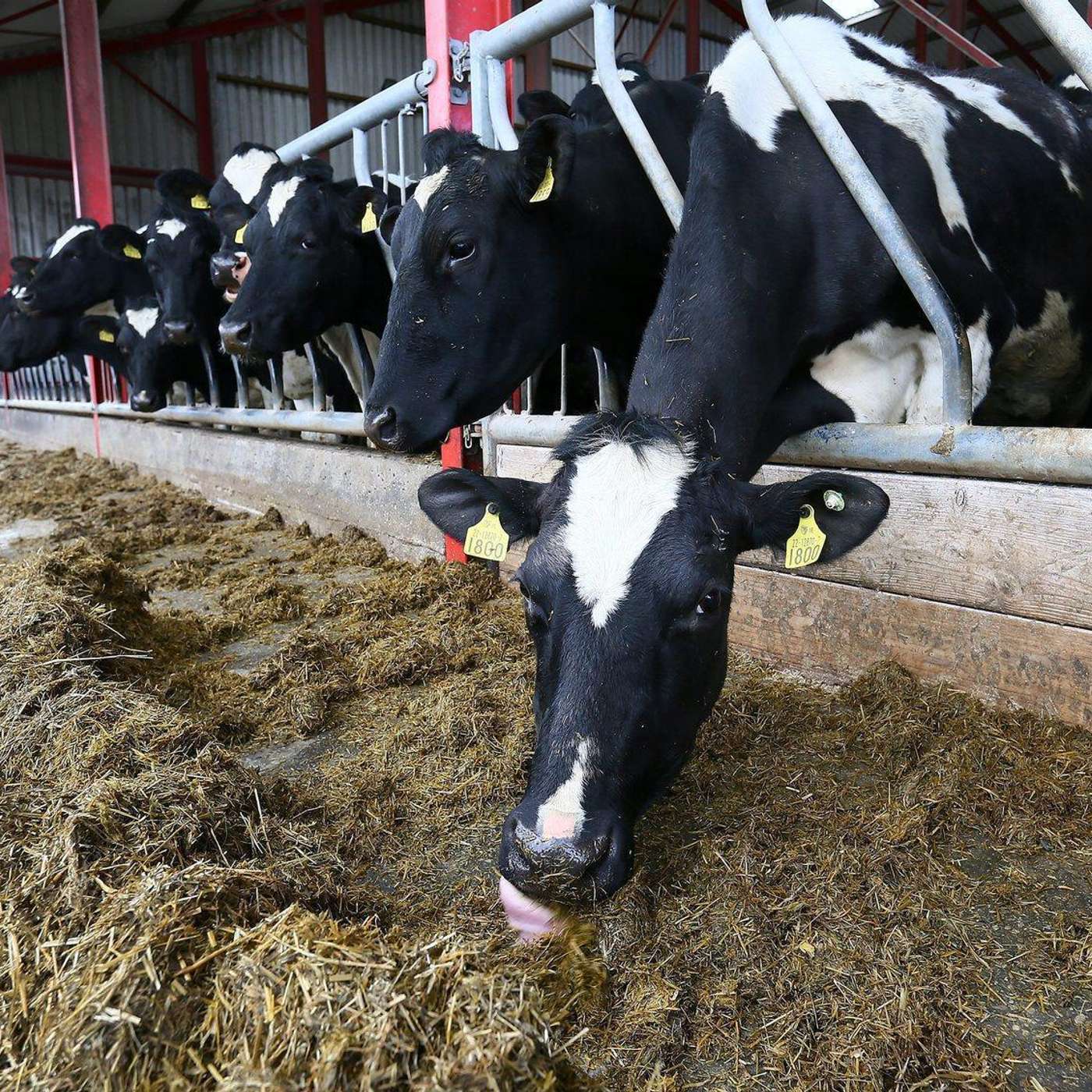 Filling the feed deficit this winter