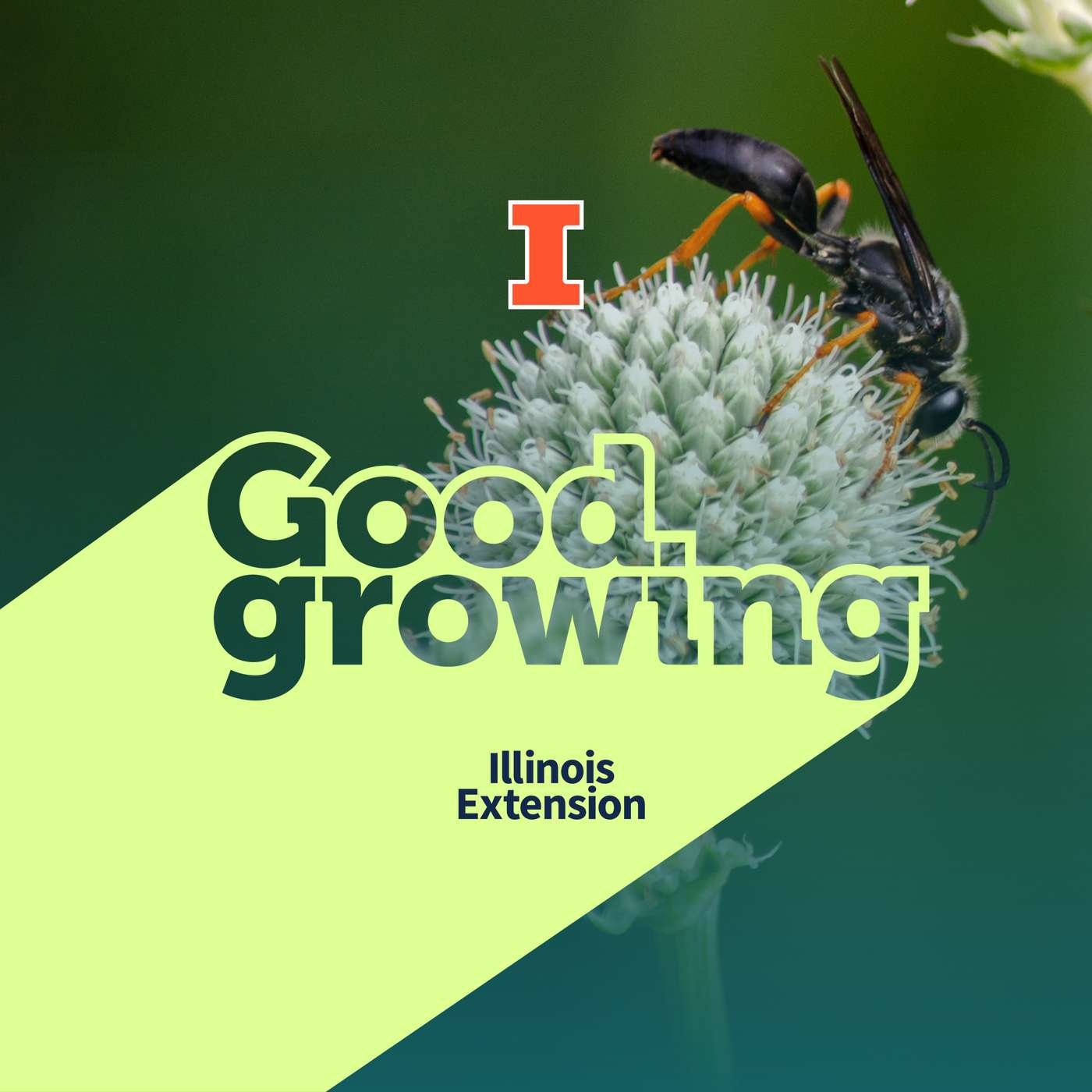 Gardenbite: Wasps, the unsung heroes of our gardens | #GoodGrowing