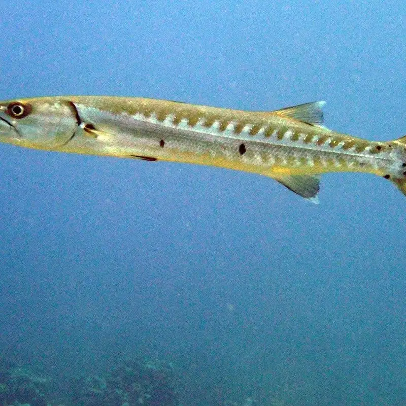 Personal Story - Barracuda