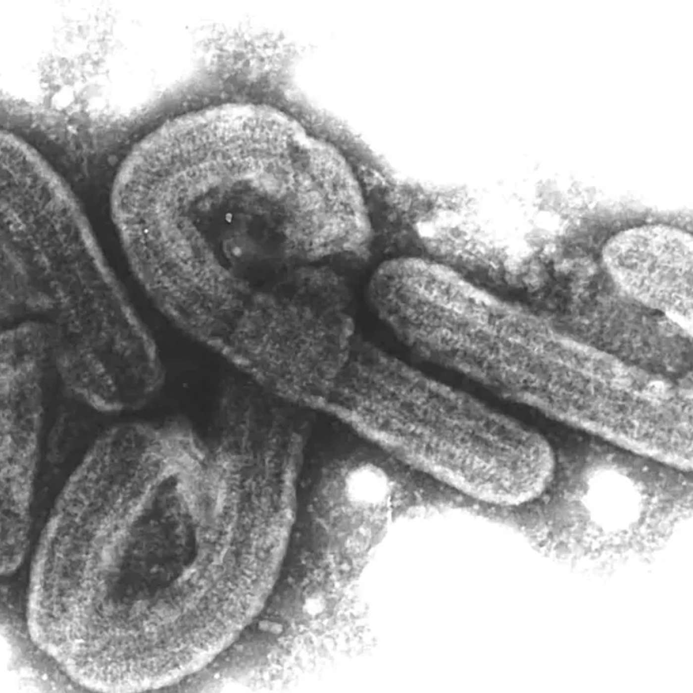 WHO Reports Marburg Virus Surge, India Achieves Historic Spacecraft Docking, NASA Astronauts Perform Spacewalk, AI Proteins Neutralize Cobra Venom, and more...