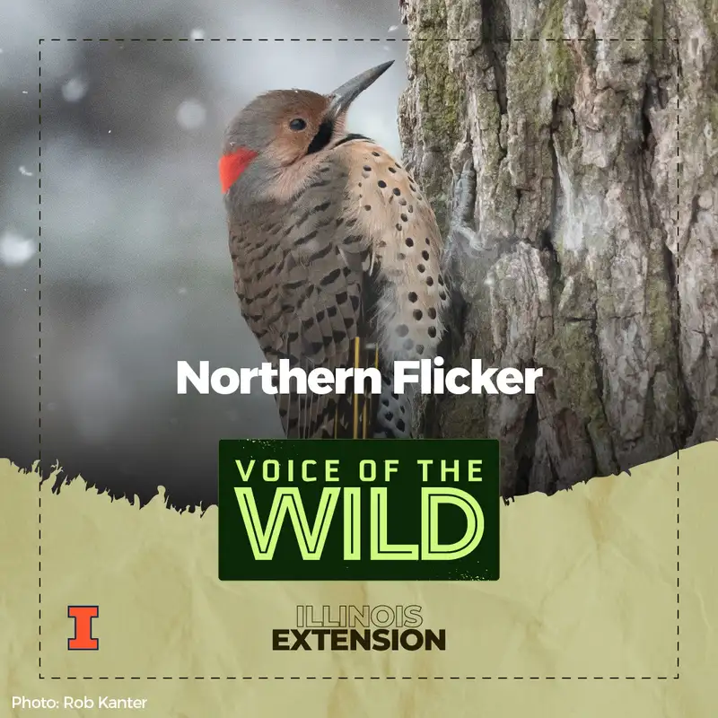 Episode 81: Northern Flicker – Voice of the Wild