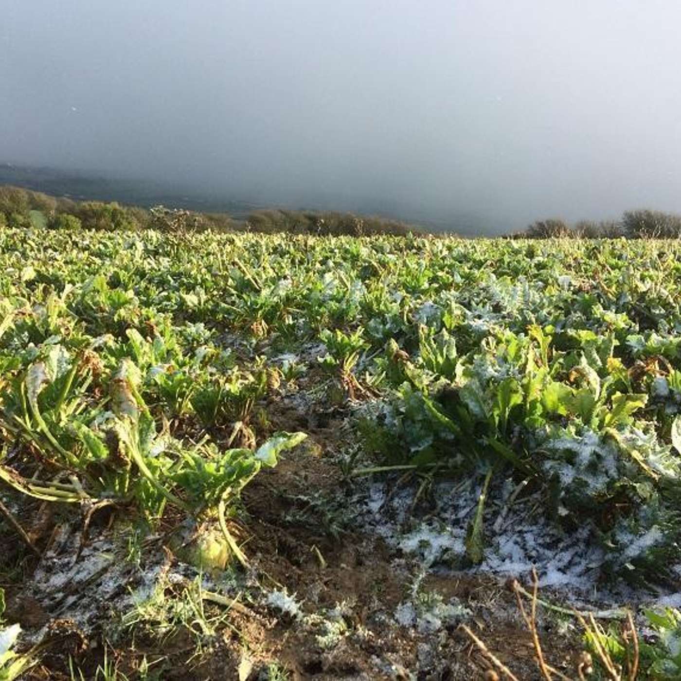 Spring Fertiliser & Fodder