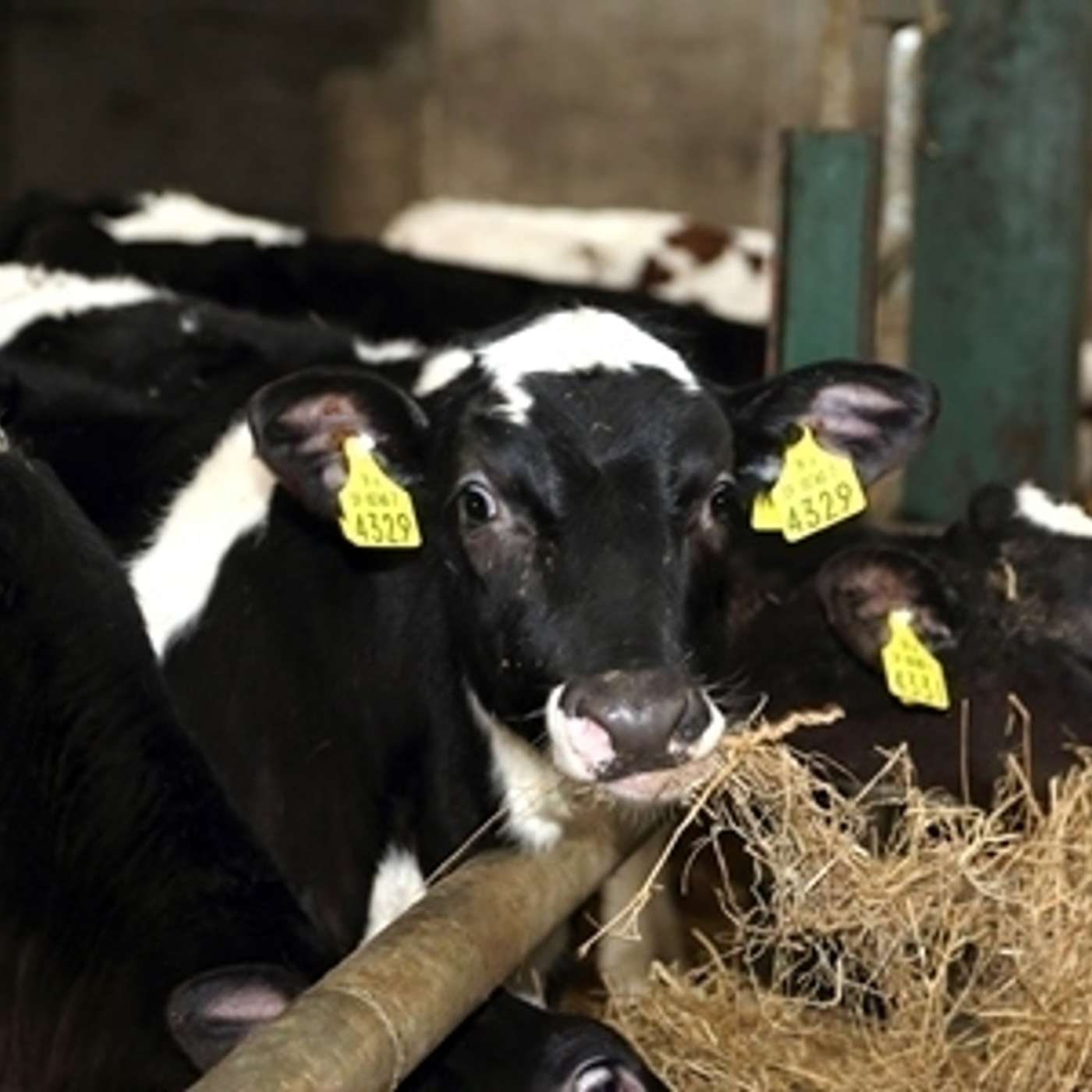 How the Dairy Beef Index is adding value to Irish dairy and beef herds