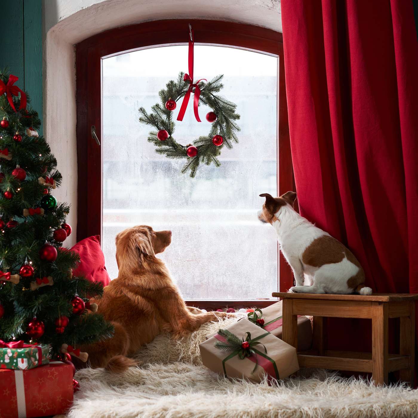 Managing Your Pet During the Holidays When They're Left Alone