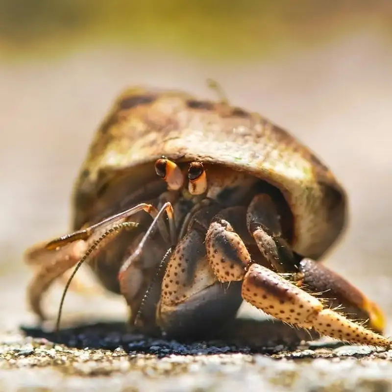 Bonus - Hermit Crabs Swapping Shells