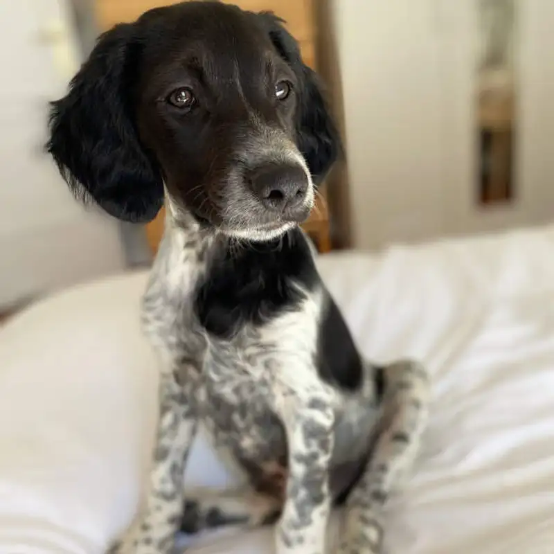 Buddy, o novo integrante do Inglês Nu E Cru!