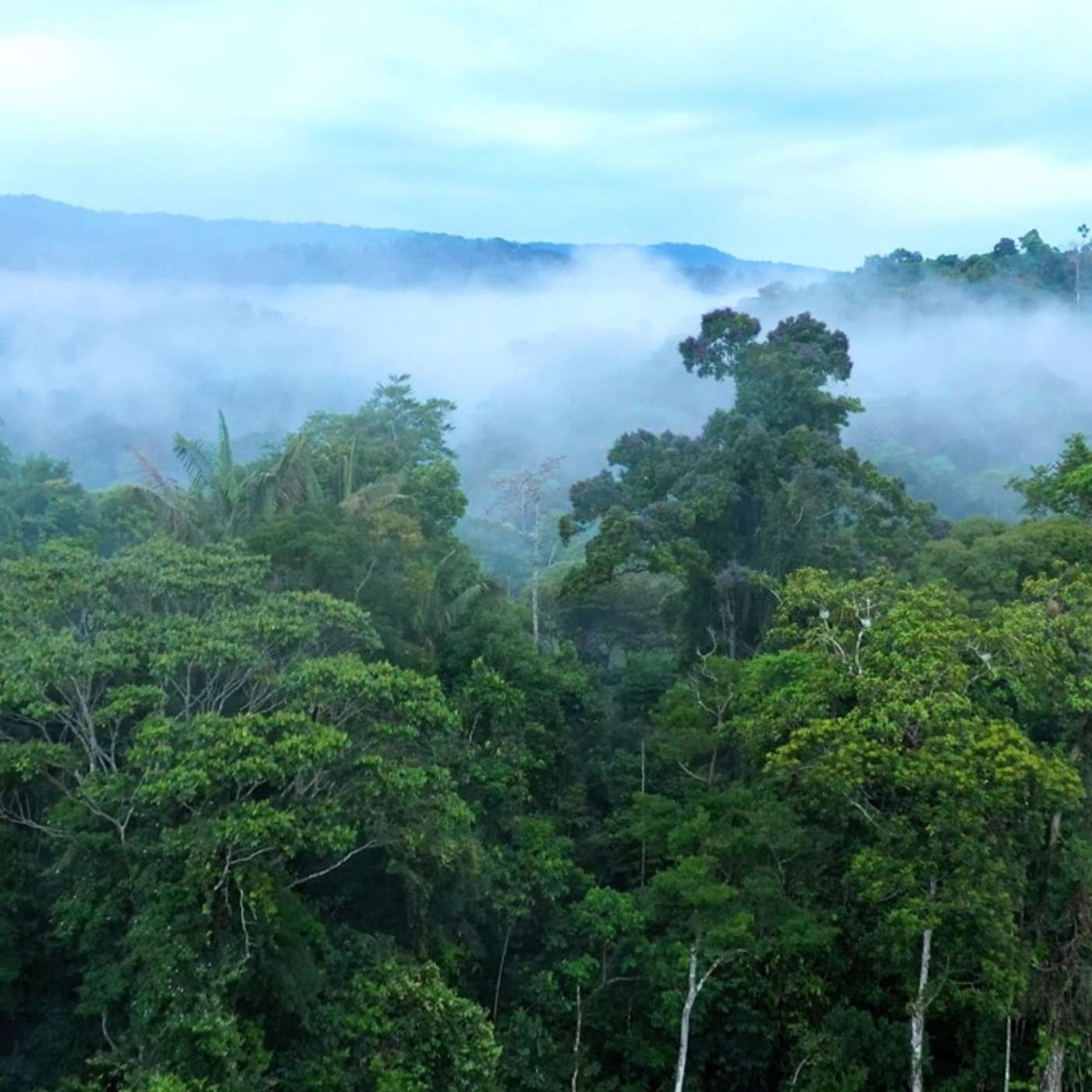 Can ecosystems malfunction?