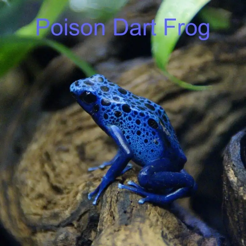 Poison Dart Frog