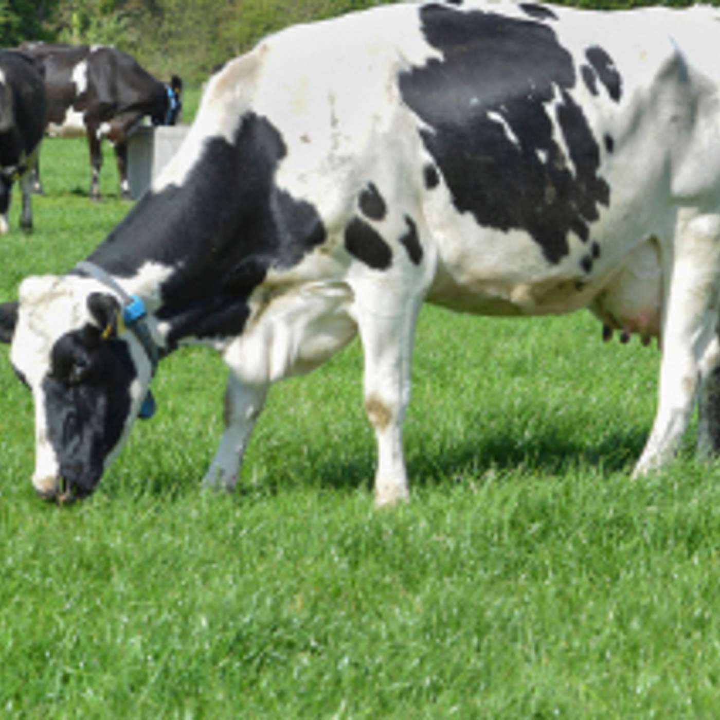 Adding value to the Irish milk pool with Conor Mulvihill, Dairy Industry Ireland