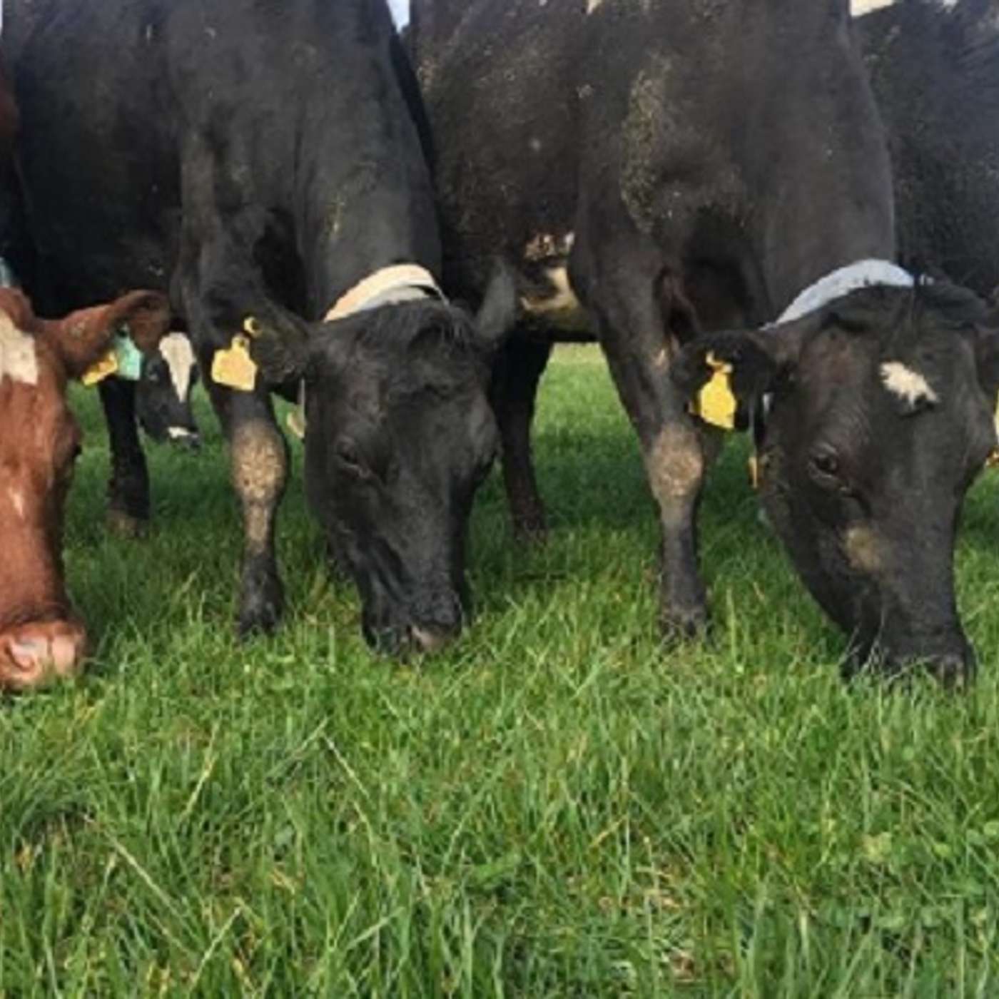 ICBF Updates with Kevin Downing