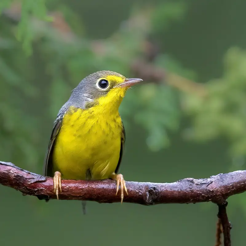 Connecticut Warbler & Other Songbird Populations On The Decline In Superior National Forest