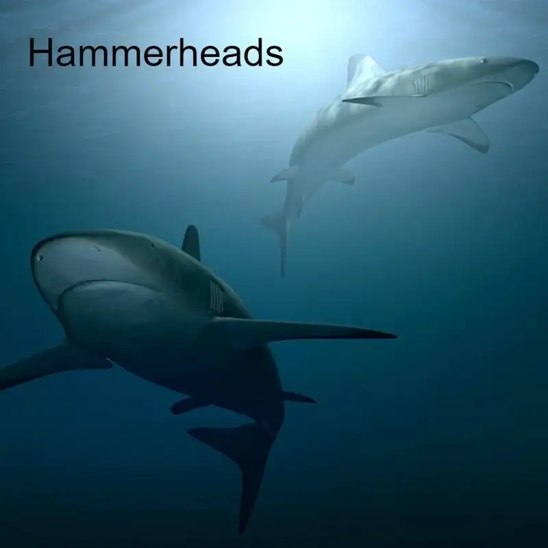 Hammerheads - Shark Week 2021