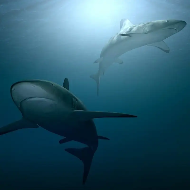 Great Whites - Shark Week 2021